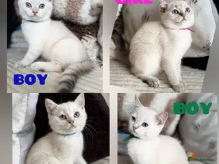 British Shorthair cats Beautiful BSH Blue Golden TICA kittens - Advert 1