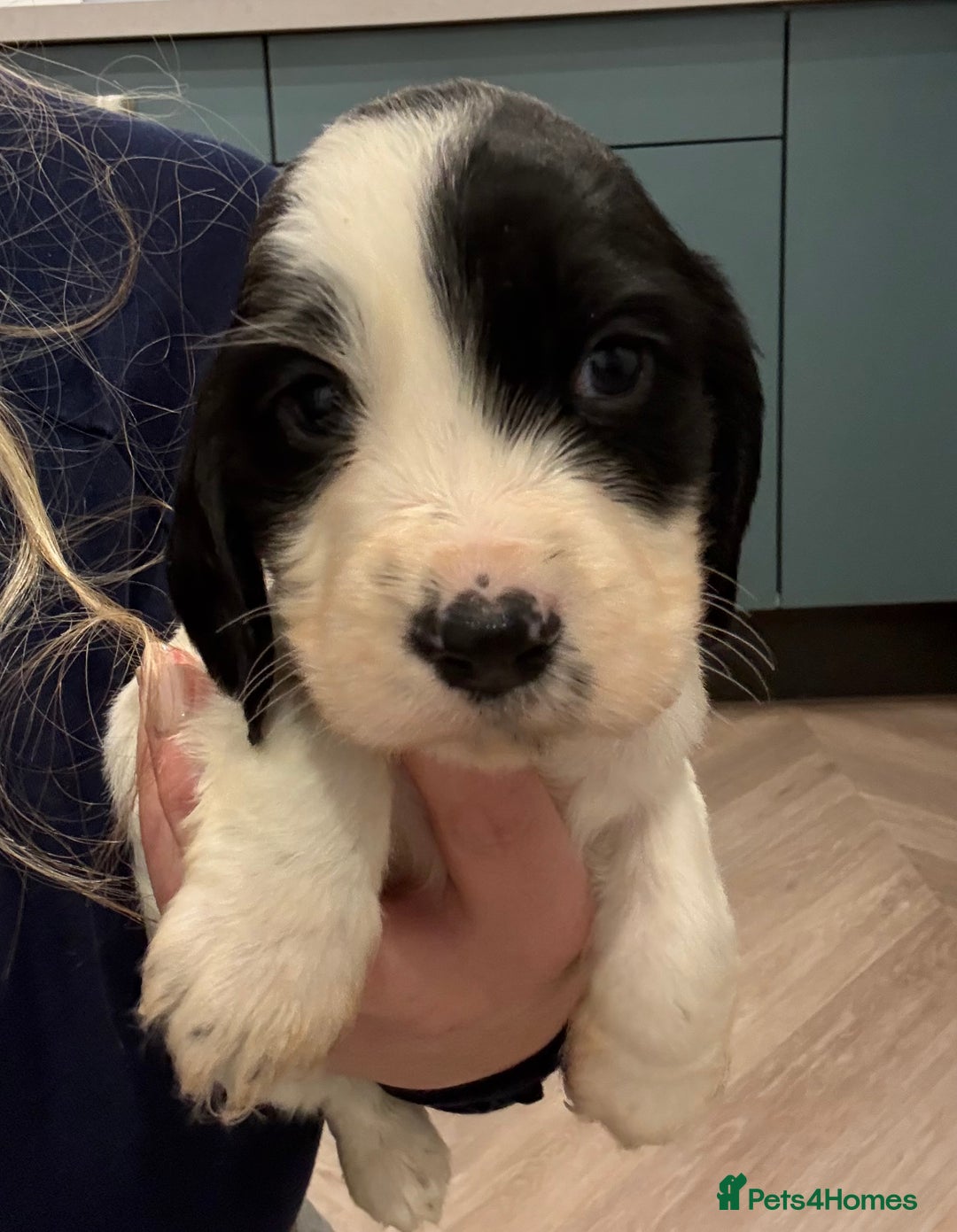 Cocker Spaniel dogs for sale: Adorable cocker spaniel puppies  - Advert 12