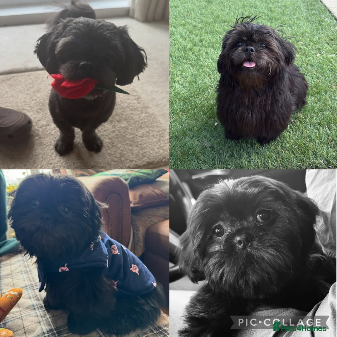 Shih Tzu dogs for stud: Stud dog only - half imperial shitzu  in Wigan - Advert 1