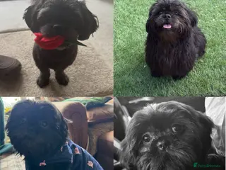 Shih Tzu dogs Stud dog only - half imperial shitzu - Advert 1