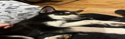 Mixed Breed dogs for sale: Husky x Labrador  - Advert 4