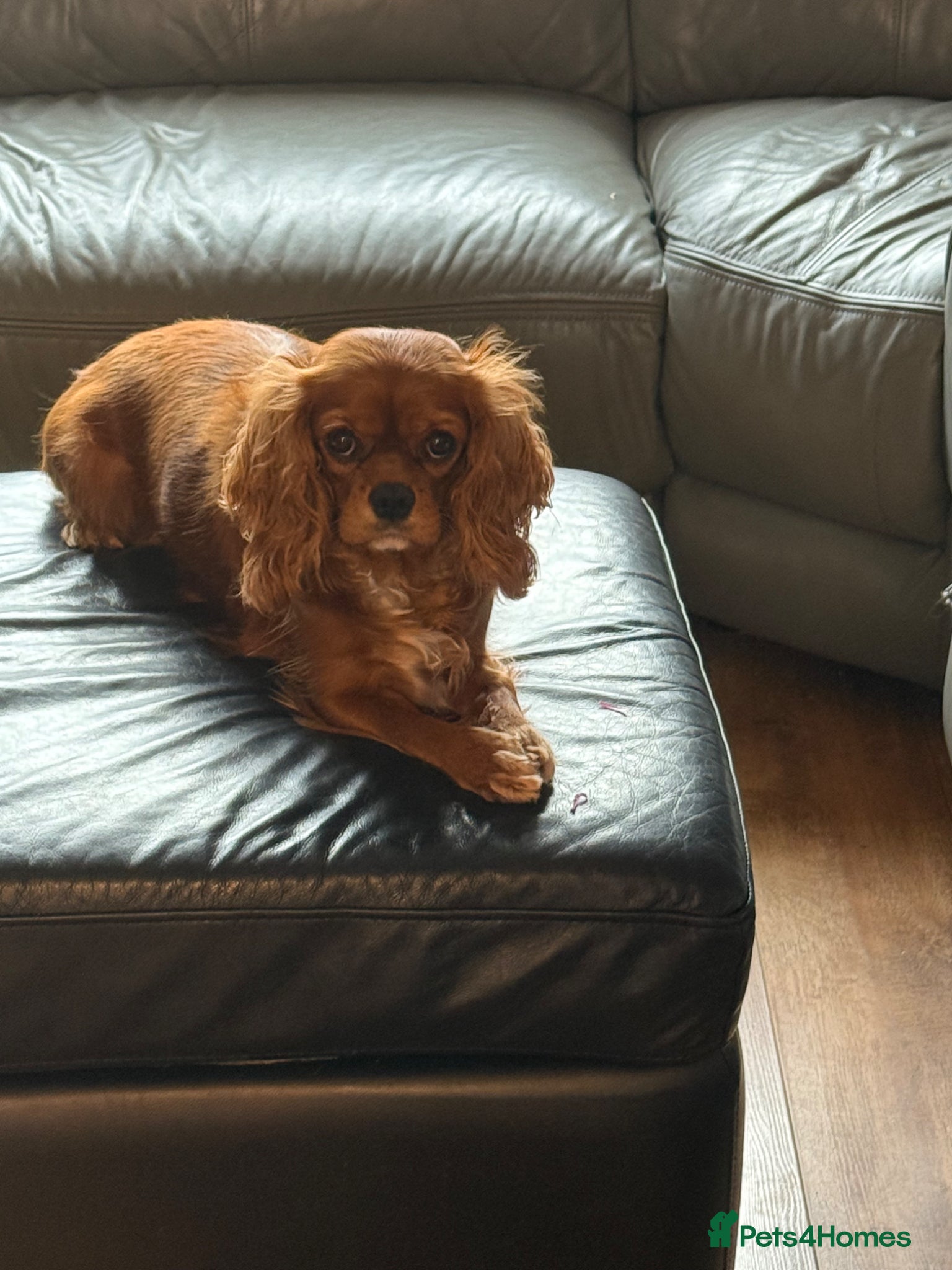 Cavalier King Charles Spaniel dogs Experienced Cavalier King Charles Stud wanted. - Advert 1