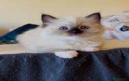 Ragdoll cats for sale: READY SOON!! PUREBRED RAGDOLL KITTENS - Image 31