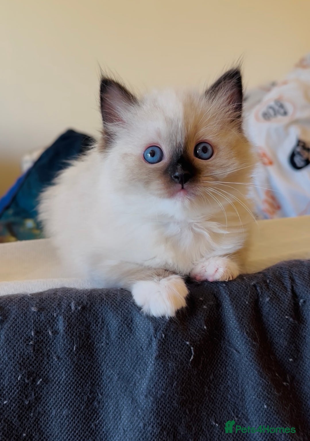 Ragdoll cats for sale: READY SOON!! PUREBRED RAGDOLL KITTENS - Image 31