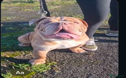 Olde English Bulldogge dogs for stud: 2 olde English bulldogs brothers for stud - Image 7