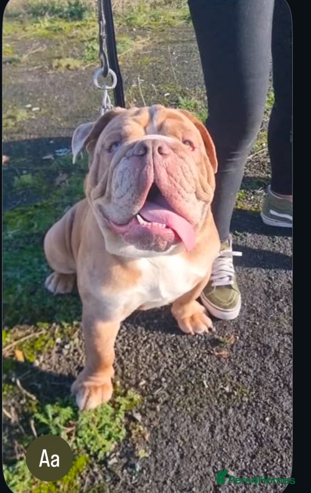 Olde English Bulldogge dogs for stud: 2 olde English bulldogs brothers for stud - Image 7