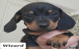 Miniature Dachshund dogs for sale: QUALITY MINIATURE DACHSHUND SMOOTH PUPS - Image 18