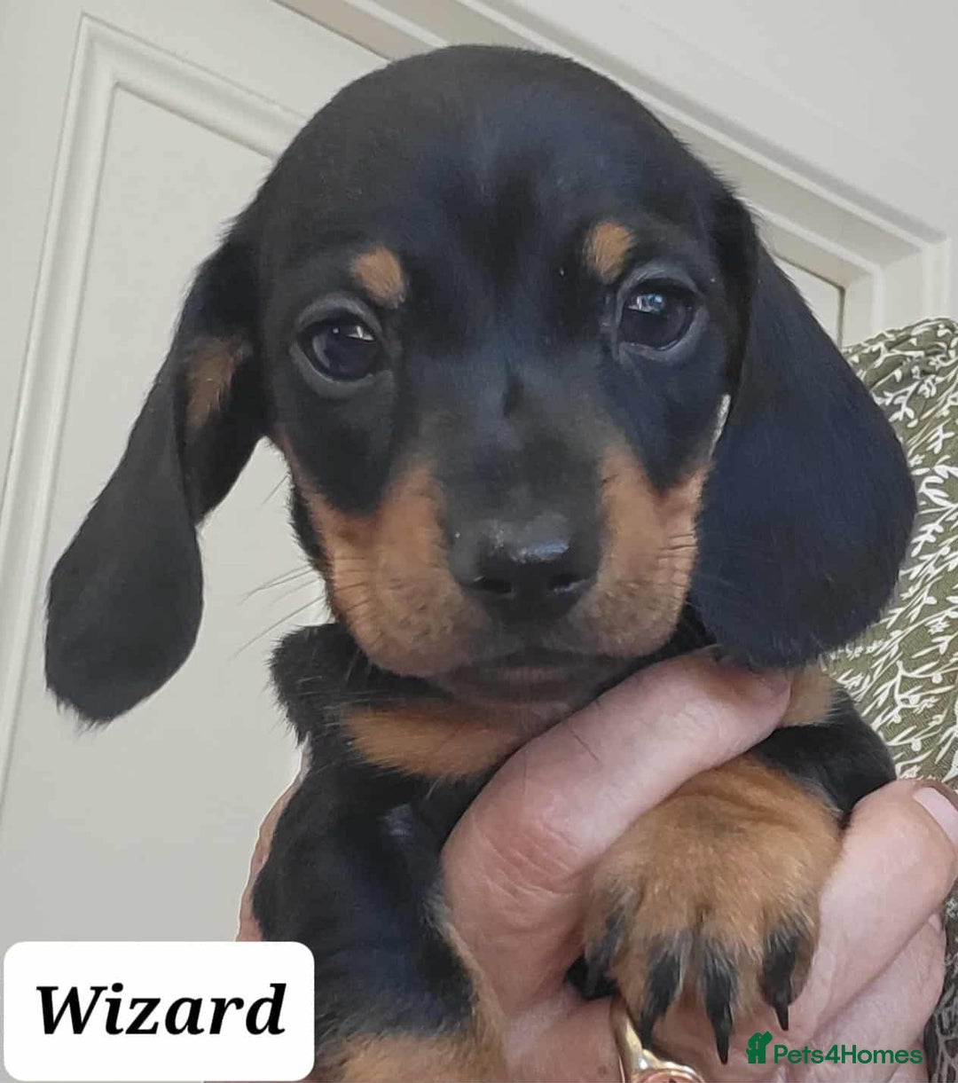 Miniature Dachshund dogs for sale: QUALITY MINIATURE DACHSHUND SMOOTH PUPS - Image 18