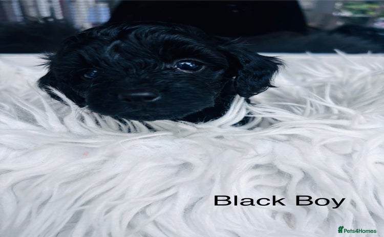Cavapoo dogs for sale in Mansfield - Advert 8