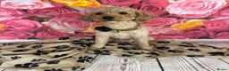 Toy Poodle dogs for sale: Gorgeous Pure-Bred Toy Poodle Pups - Advert 5