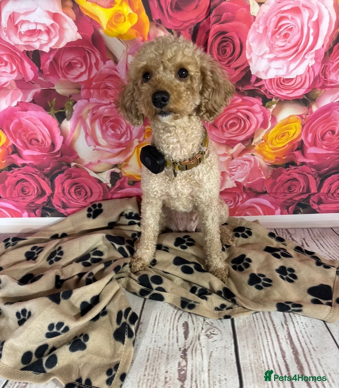 Toy Poodle dogs for sale: Gorgeous Pure-Bred Toy Poodle Pups - Advert 5
