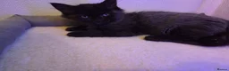 Mixed Breed cats for sale: 2 gorgeous female kittens - Advert 10
