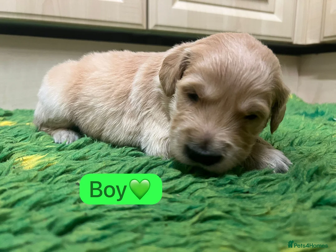 Golden Retriever dogs for sale: KC registered Golden Retriever puppies - Advert 39