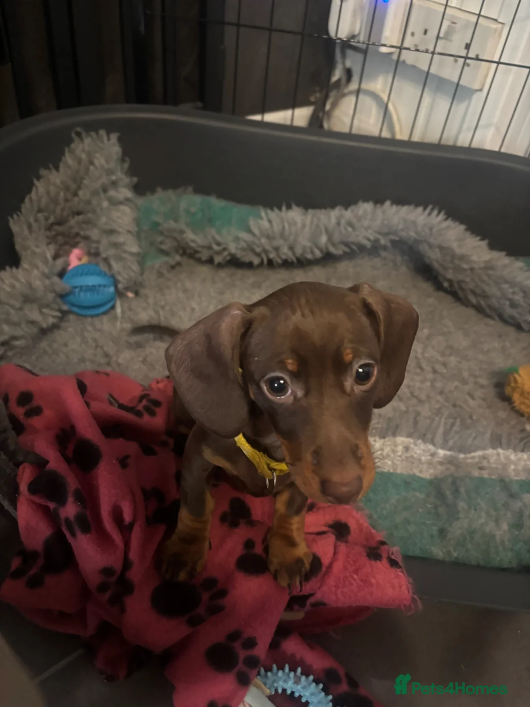 Miniature Dachshund dogs for sale: Miniature smooth hair dachshund  - Advert 2
