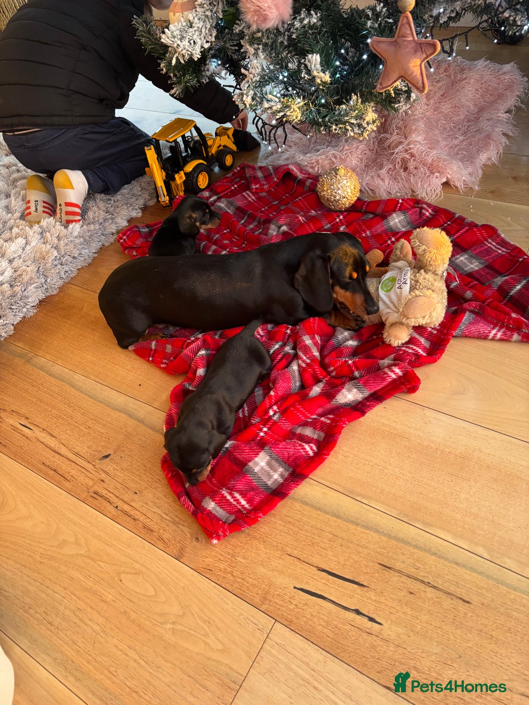 Miniature Dachshund dogs for sale: Miniature dachshund puppies - Advert 8