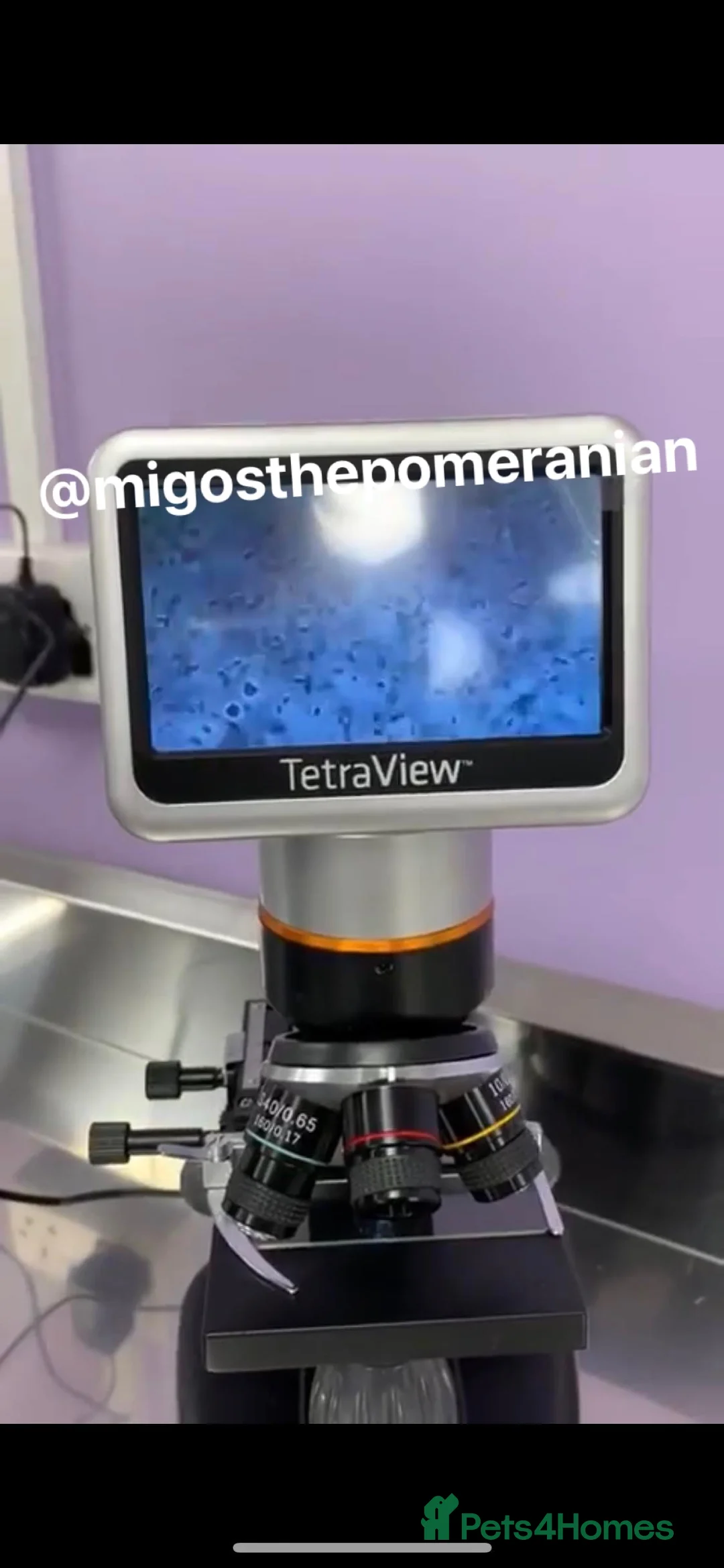 Pomeranian dogs for stud: Exceptional Proven Champion Line Pomeranian Stud  in Ebbw Vale - Advert 19