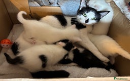 British Shorthair cats for sale:  2 Gorgeous boys left - Image 4