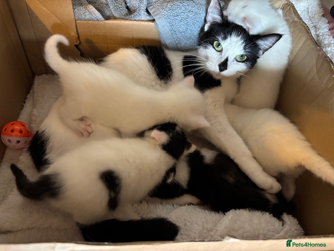 British Shorthair cats for sale:  2 Gorgeous boys left - Image 4