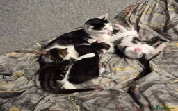 Mixed Breed cats for sale: Friendly kitten - Advert 2