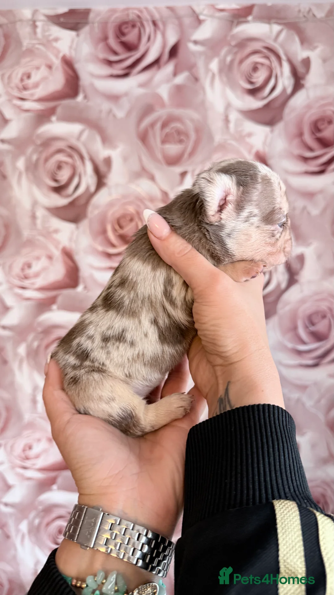 French Bulldog dogs for sale: Luxury French Bulldogs - Advert 4