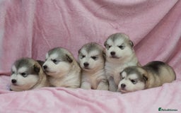 Alaskan Malamute dogs for sale: 🌟Beautiful pure malamutes💯 - Image 12
