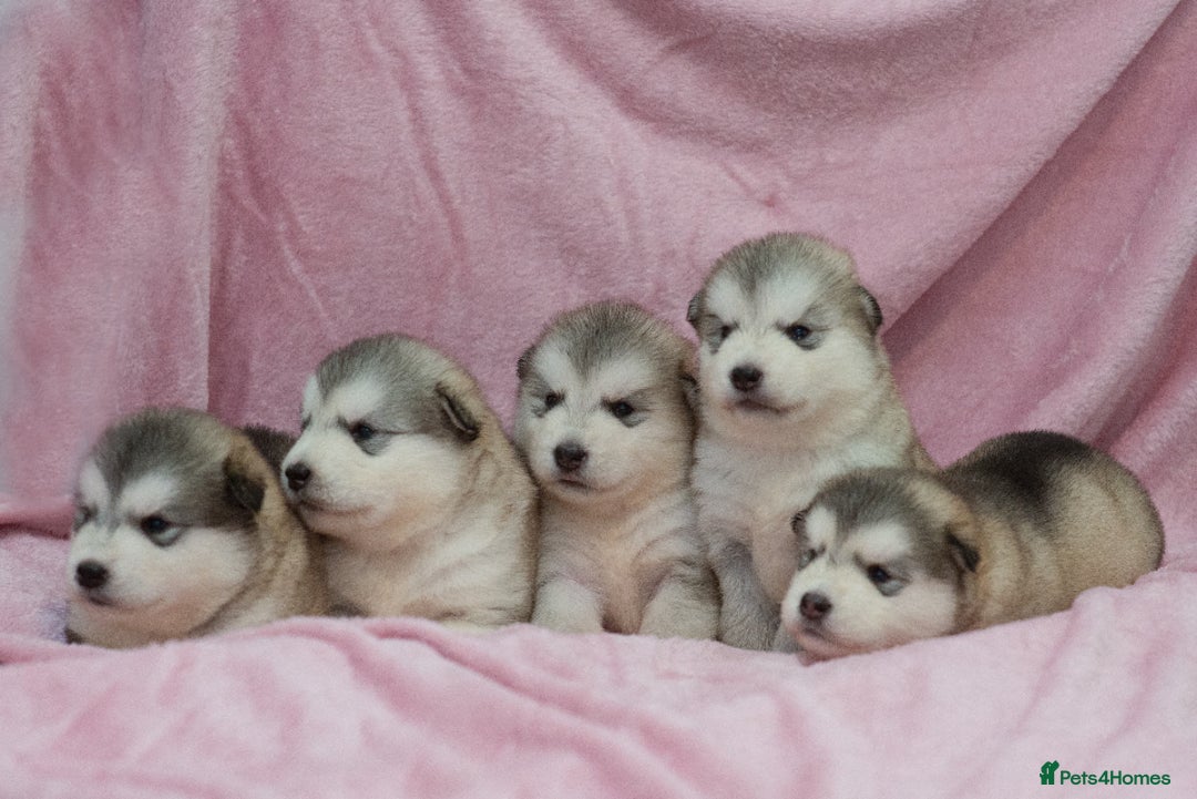 Alaskan Malamute dogs for sale: 🌟Beautiful pure malamutes💯 - Image 12