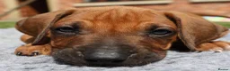 Rhodesian Ridgeback dogs for sale: !!KC CHAMPION AFRICAN RHODESIAN RIDGEBACK!! in Doncaster - Advert 11