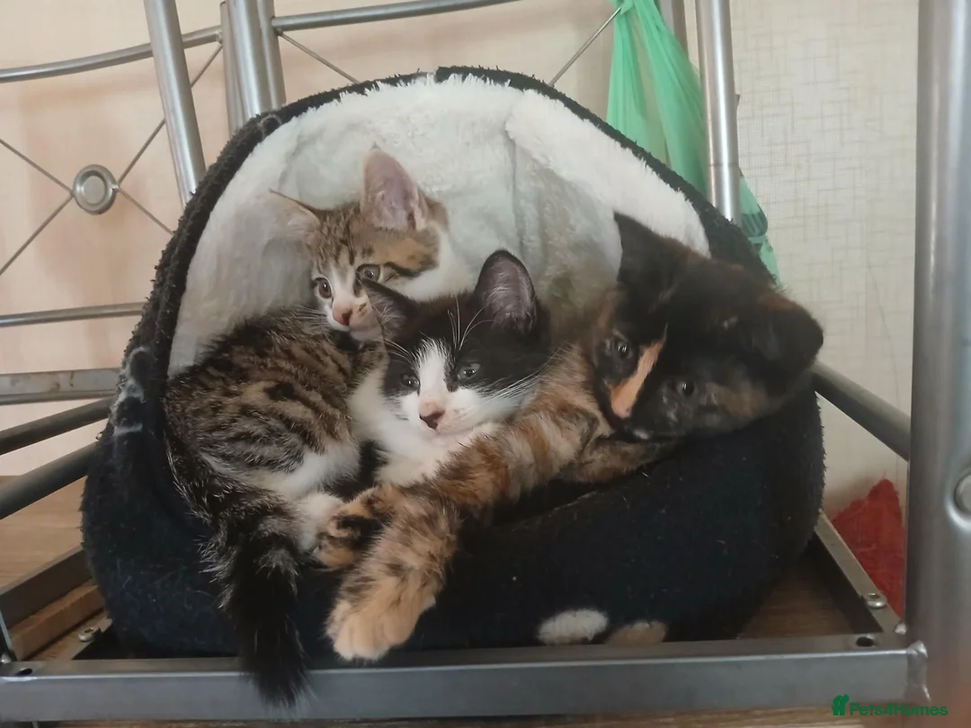 Mixed Breed cats for sale: Mixed breed - Advert 13