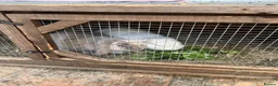 Dwarf Lop rabbits for sale: Two mini lop Rabbits. With cage.  - Advert 2