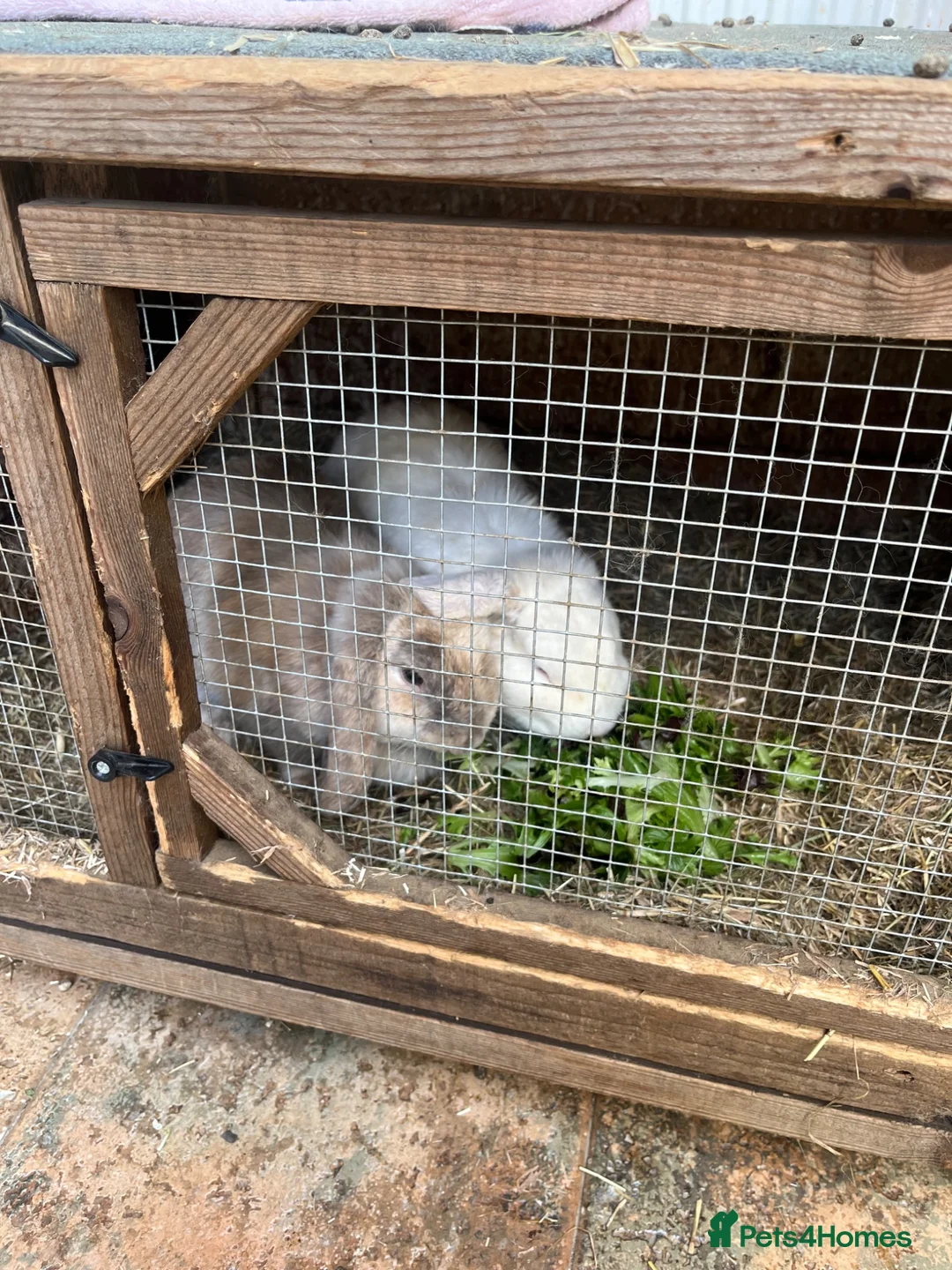 Dwarf Lop rabbits for sale: Two mini lop Rabbits. With cage.  - Advert 2