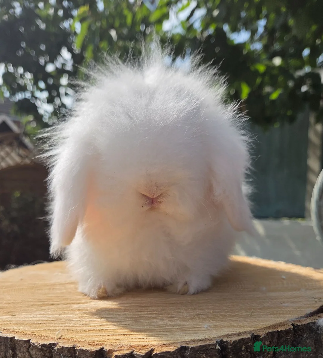 Angora rabbits for sale: Teddywidders super fluffy  ready to go now - Advert 1