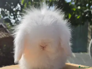 Angora rabbits Teddywidders super fluffy ready to go now - Advert 15