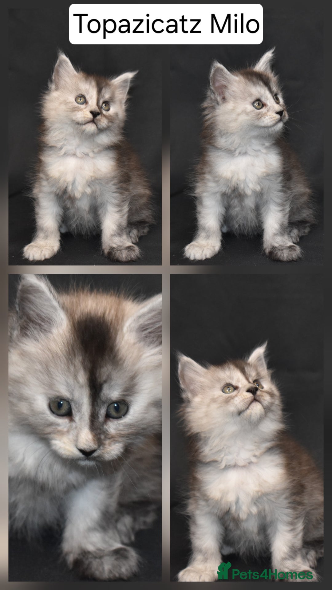 Maine Coon cats for sale: Tica kittens and retired queen available - Advert 3