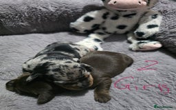 Miniature Dachshund dogs for sale: Stunning Miniture Dachshund pups for sale - Advert 13