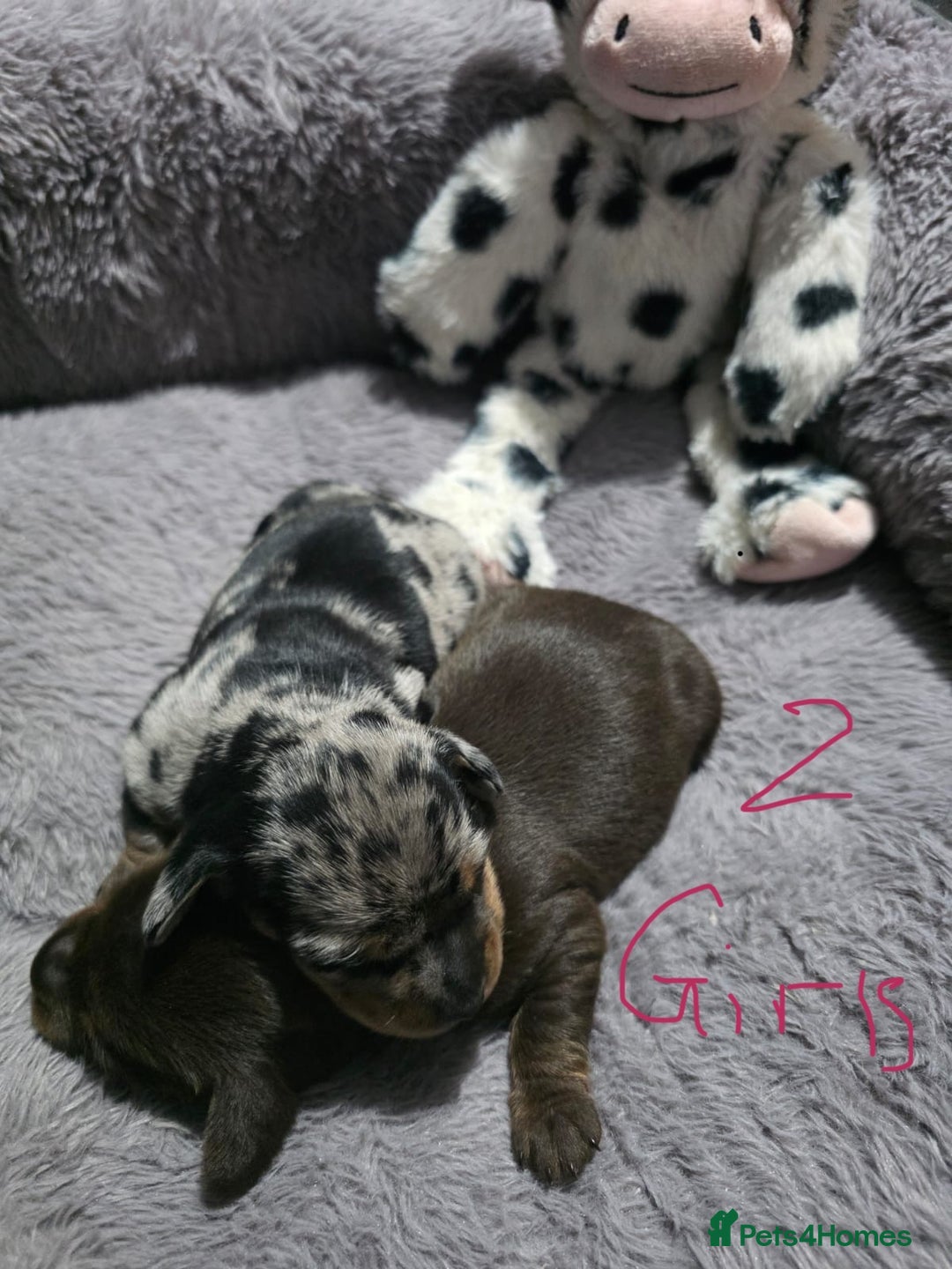 Miniature Dachshund dogs for sale: Stunning Miniture Dachshund pups for sale - Advert 13