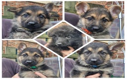 German Shepherd dogs for sale: KC German Shepherd pups LAST 2 BOYS! - Image 10