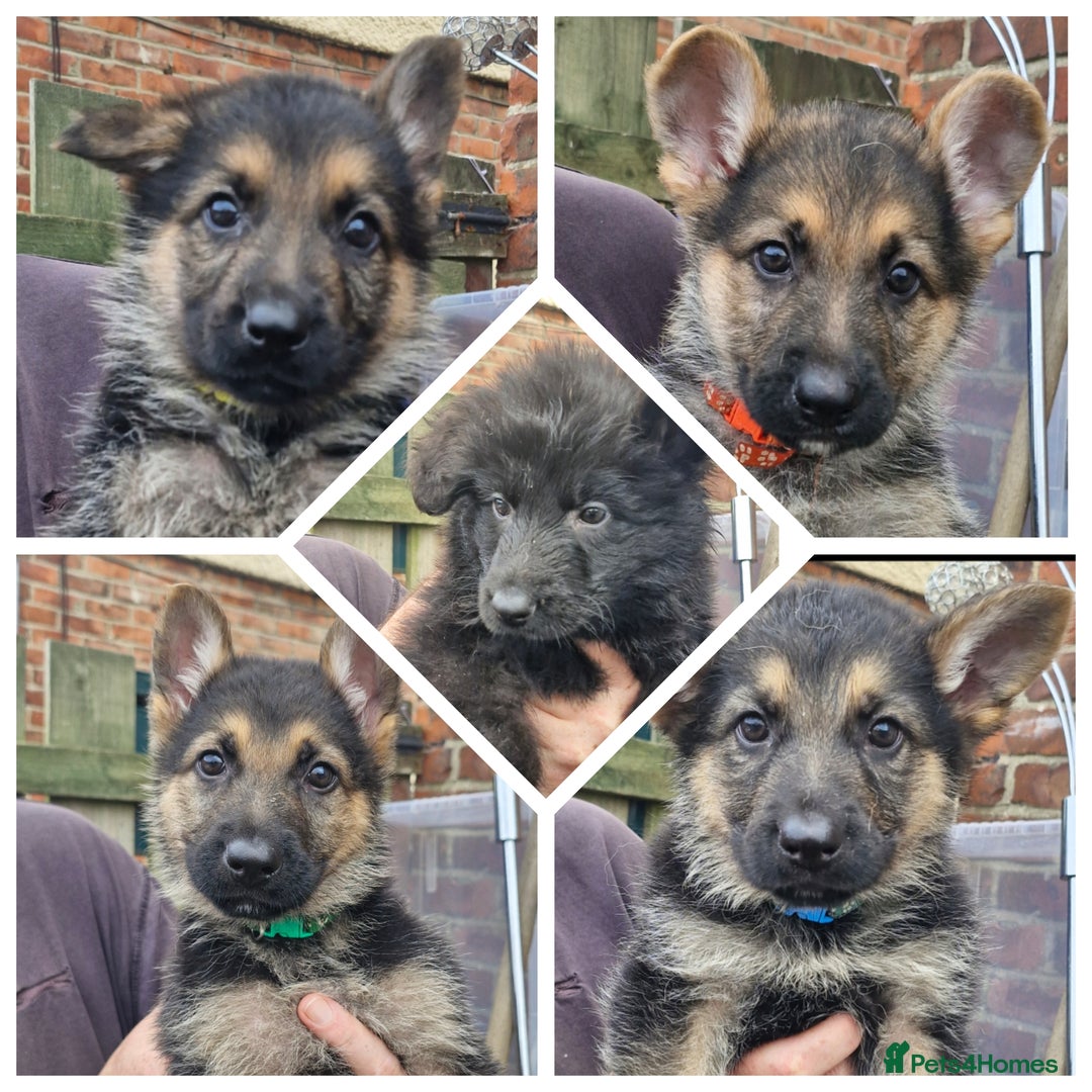 German Shepherd dogs for sale: KC German Shepherd pups LAST 2 BOYS! - Image 10