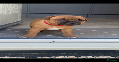 Staffordshire Bull Terrier dogs - Advert 5