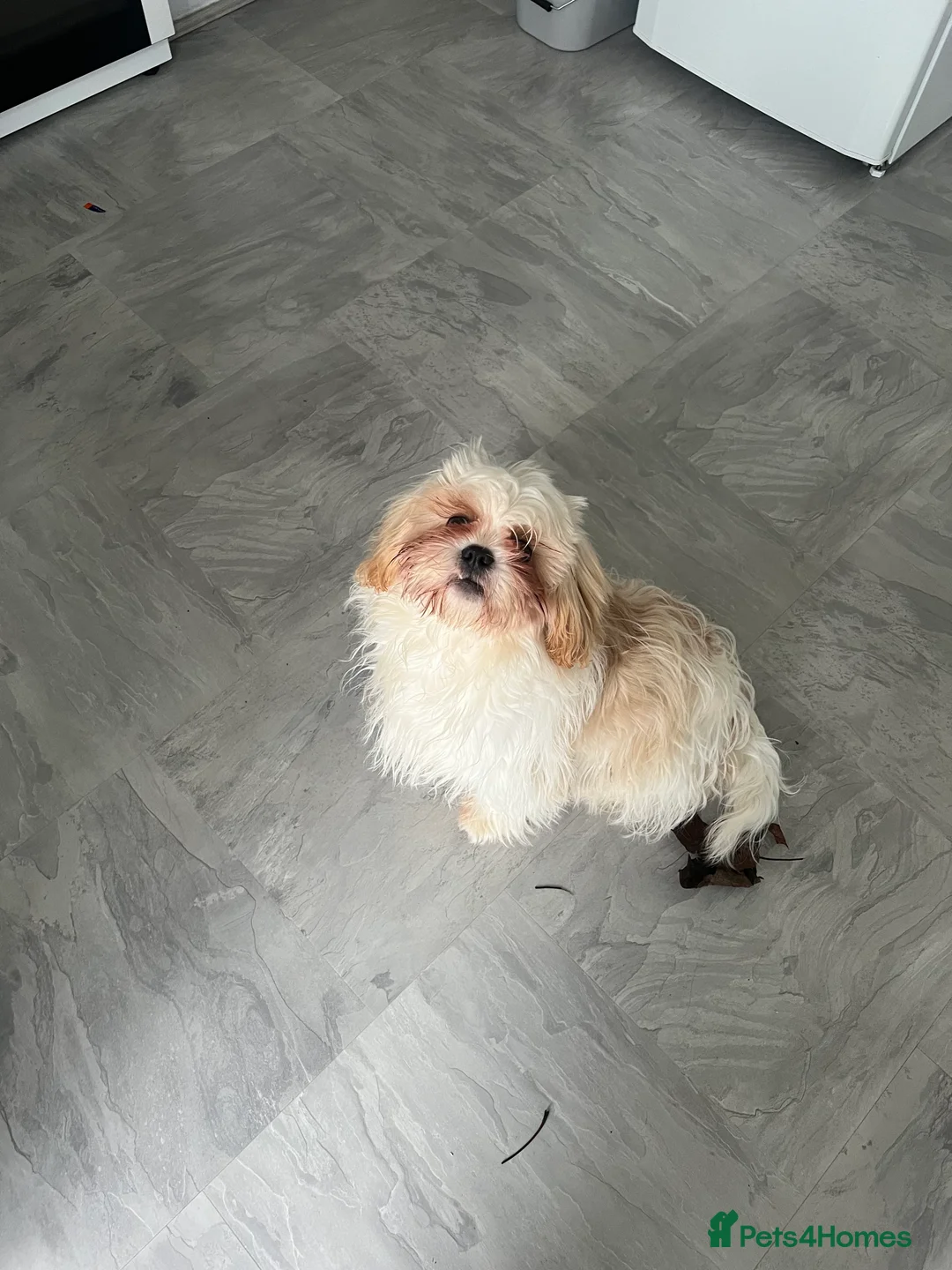 Malshi dogs for sale: Beautiful Malshi needs new home - Advert 2