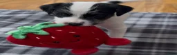 Parson Russell dogs for sale: Stunning KC Parson Russell Terrier Pups - Advert 2