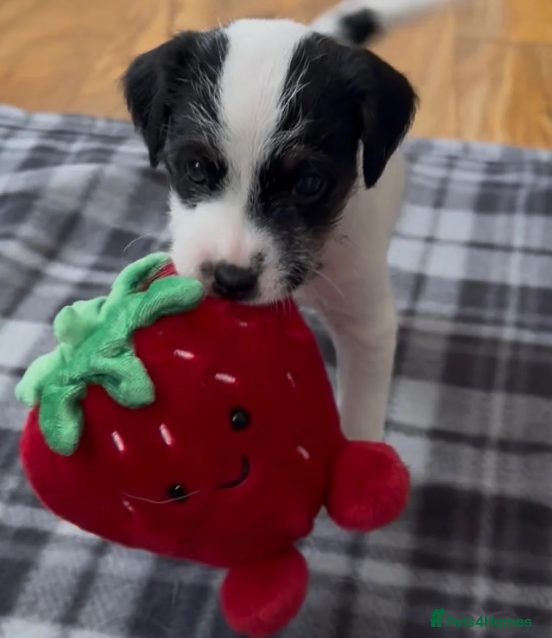 Parson Russell dogs for sale: Stunning KC Parson Russell Terrier Pups - Advert 2