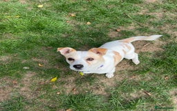 Mixed Breed dogs for adoption: Lovely Lola is Ready for Her Forever Home! 💖 - Image 11
