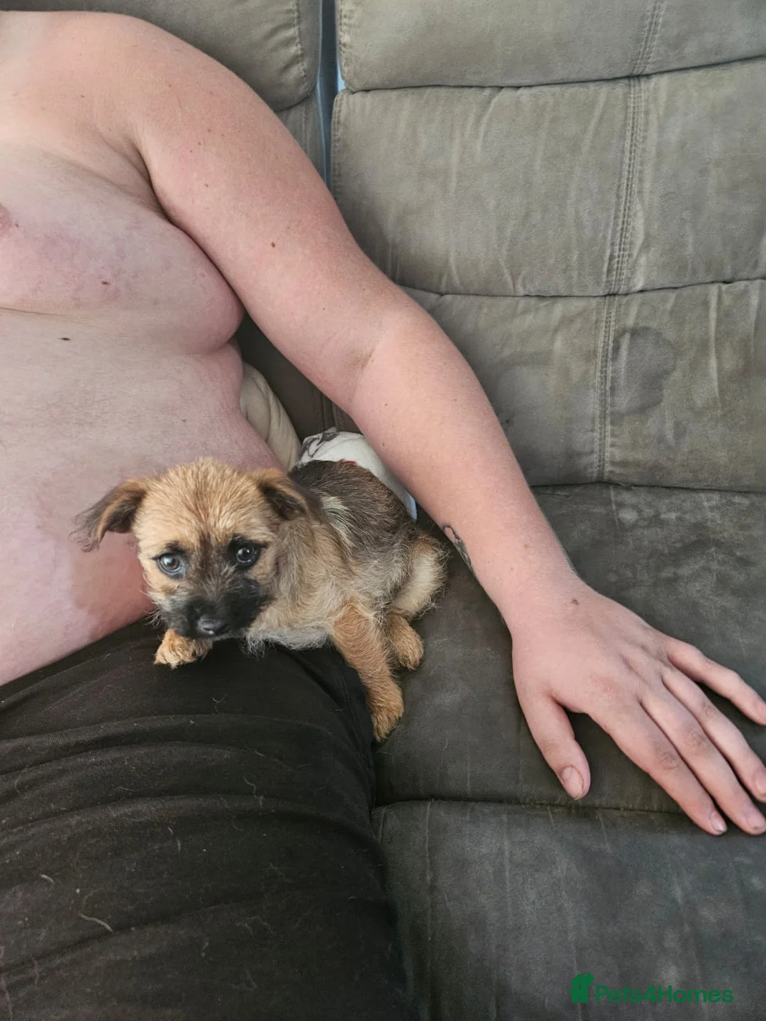 Mixed Breed dogs for sale: Lily  - Advert 2