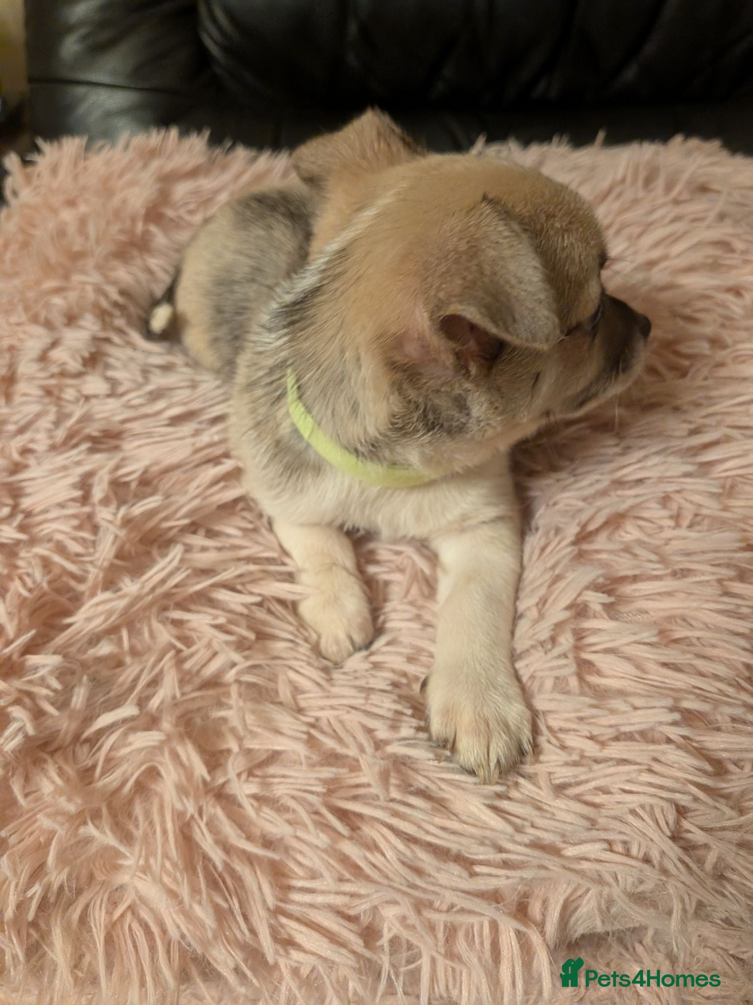 Chihuahua dogs Tiny Chihuahua for sale  - Advert 2