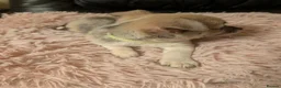 Chihuahua dogs for sale: Tiny Chihuahua for sale  - Advert 2