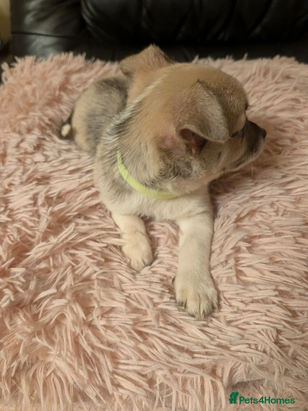 Chihuahua dogs for sale: Tiny Chihuahua for sale  - Advert 2