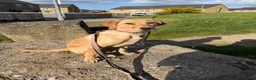 Labrador Retriever dogs for sale: 6 month old female Labrador pedigree dog trust - Advert 1