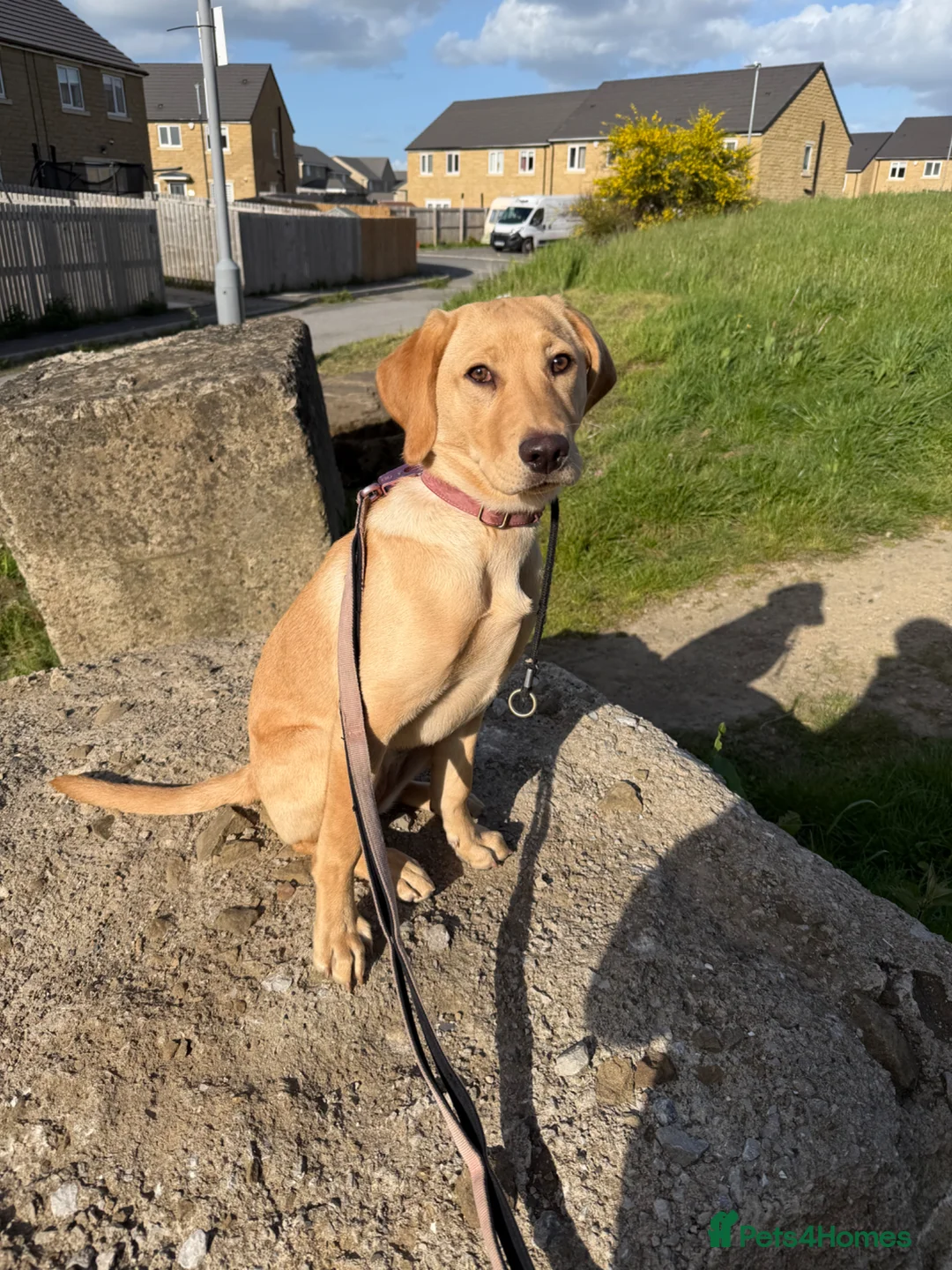 Labrador Retriever dogs for sale: 6 month old female Labrador pedigree dog trust - Advert 1