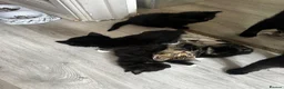 Mixed Breed cats for sale: 7 gorgeous kittens available  - Advert 11