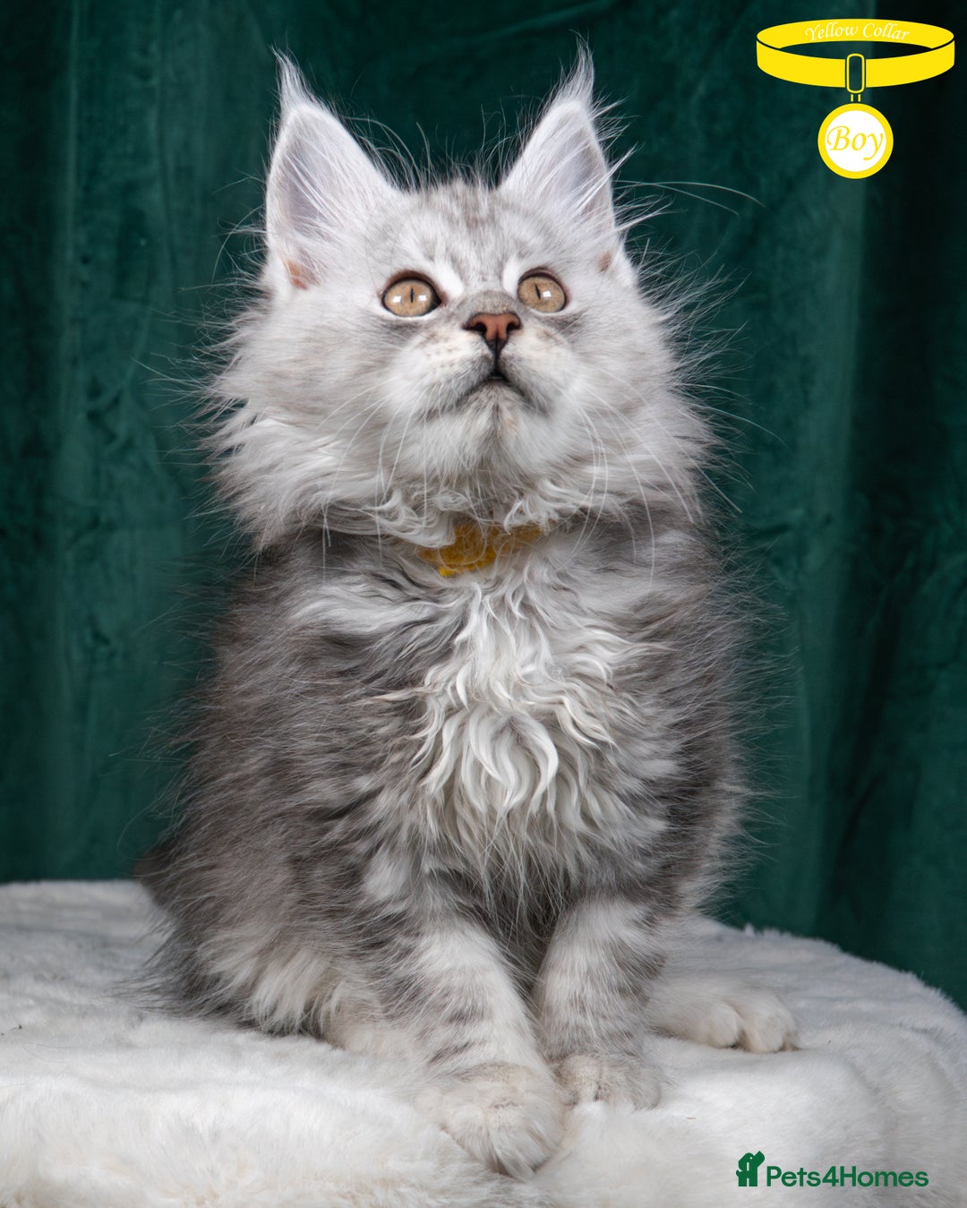 Maine Coon cats for sale: XL PEDIGREE TICA REGISTERED MAINE COON KITTENS - Advert 37